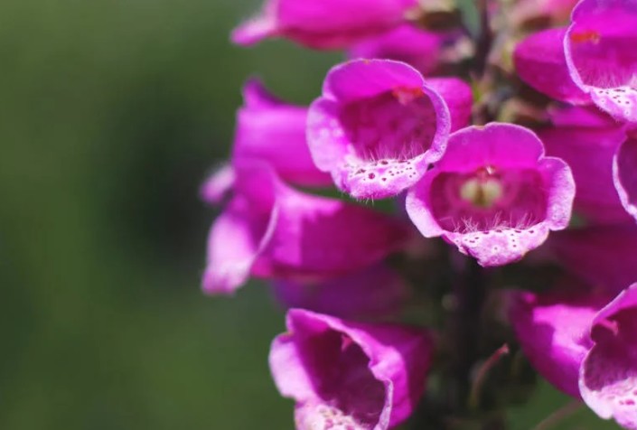 9 Spiritual Meanings of Dreaming of Blooming Flowers