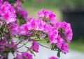 17 Spiritual Meanings of Dreaming of Rhododendrons