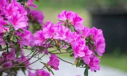 17 Spiritual Meanings of Dreaming of Rhododendrons