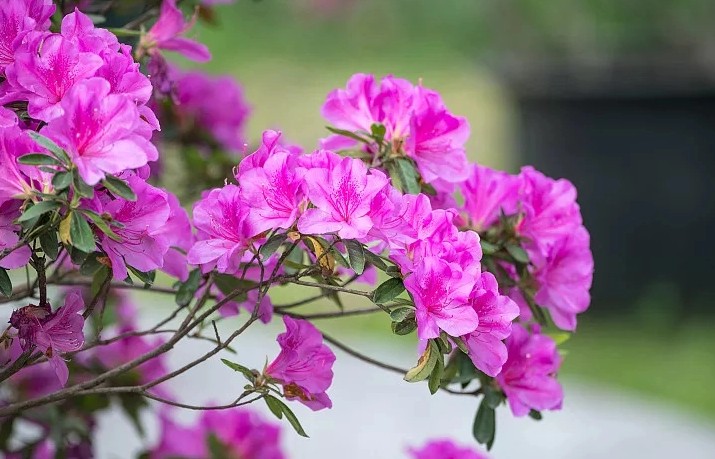 17 Spiritual Meanings of Dreaming of Rhododendrons