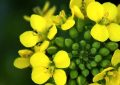 17 Spiritual Meanings of Dreaming of Rape Flowers