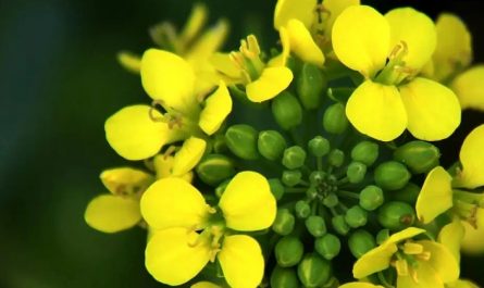 17 Spiritual Meanings of Dreaming of Rape Flowers