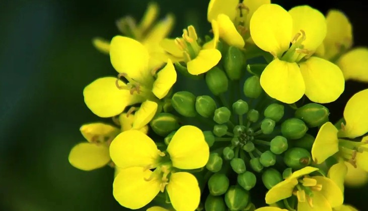 17 Spiritual Meanings of Dreaming of Rape Flowers