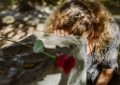 9 Spiritual Meanings of Dreaming of Boyfriend Killing
