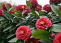 9 Spiritual Meanings of Dreaming of Camellia