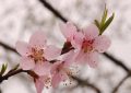 9 Spiritual Meanings of Dreaming of Peach Blossoms