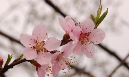 9 Spiritual Meanings of Dreaming of Peach Blossoms