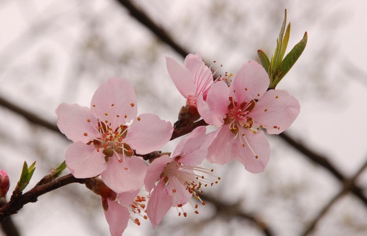 9 Spiritual Meanings of Dreaming of Peach Blossoms