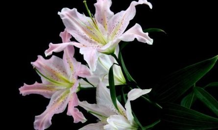 14 Spiritual Meanings of Dreaming of Lily