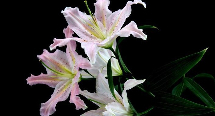 14 Spiritual Meanings of Dreaming of Lily