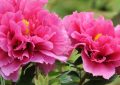 9 Spiritual Meanings of Dreaming of Peonies