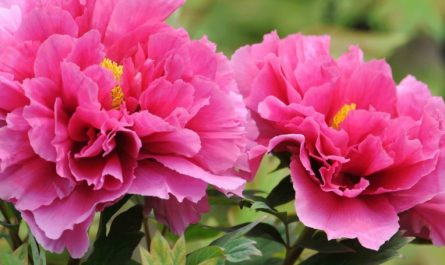 9 Spiritual Meanings of Dreaming of Peonies