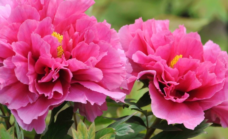 9 Spiritual Meanings of Dreaming of Peonies