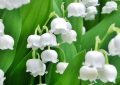 17 Spiritual Meanings of Dreaming of Lily of the Valley