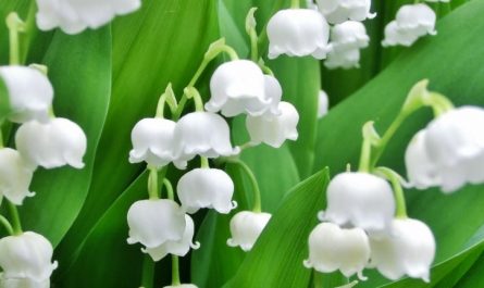 17 Spiritual Meanings of Dreaming of Lily of the Valley