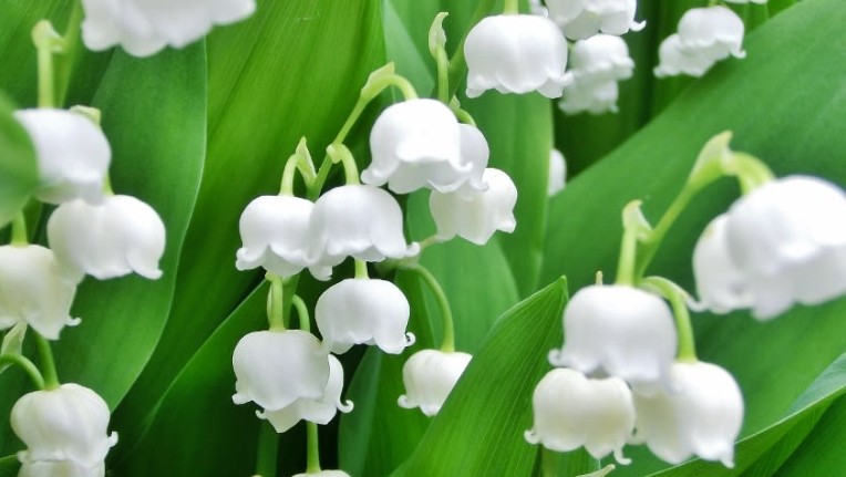 17 Spiritual Meanings of Dreaming of Lily of the Valley