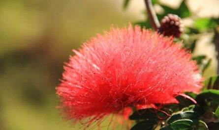 8 Spiritual Meanings of Dreaming of Acacia Flowers