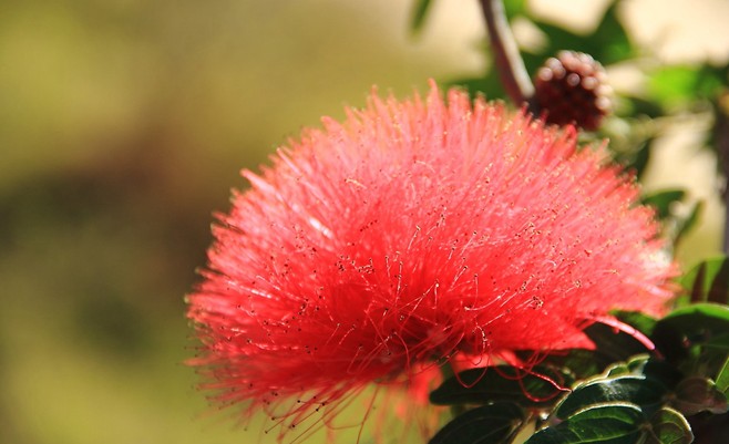 8 Spiritual Meanings of Dreaming of Acacia Flowers