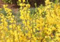 14 Spiritual Meanings of Dreaming of Forsythia Flowers