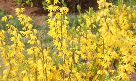 14 Spiritual Meanings of Dreaming of Forsythia Flowers