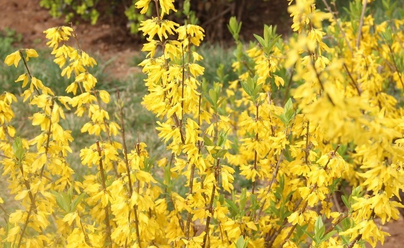 14 Spiritual Meanings of Dreaming of Forsythia Flowers