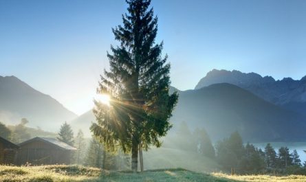 18 Spiritual Meanings of Dreaming about Morning