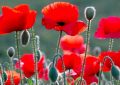 16 Spiritual Meanings of Dreaming of Poppies