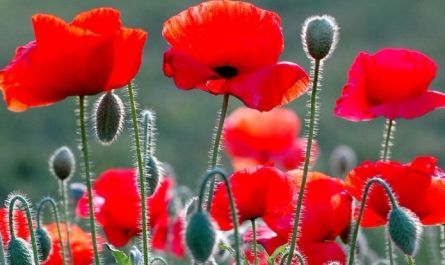 16 Spiritual Meanings of Dreaming of Poppies