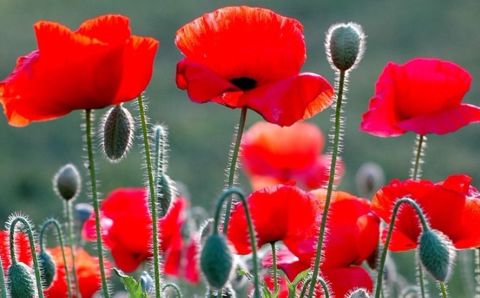 16 Spiritual Meanings of Dreaming of Poppies