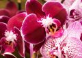 17 Spiritual Meanings of Dreaming of Orchids