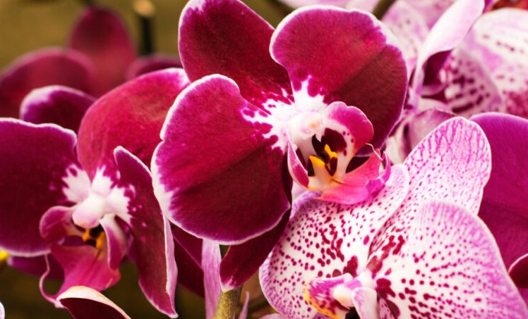 17 Spiritual Meanings of Dreaming of Orchids
