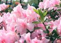 14 Spiritual Meanings of Dreaming of Rhododendron