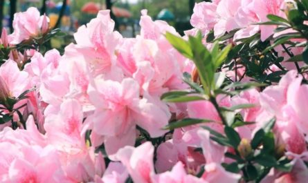 14 Spiritual Meanings of Dreaming of Rhododendron