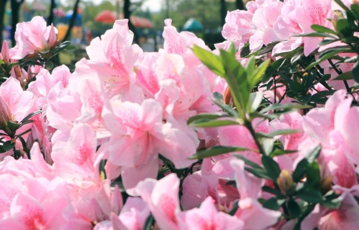 14 Spiritual Meanings of Dreaming of Rhododendron