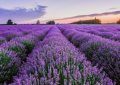 17 Spiritual Meanings of Dreaming of Lavender