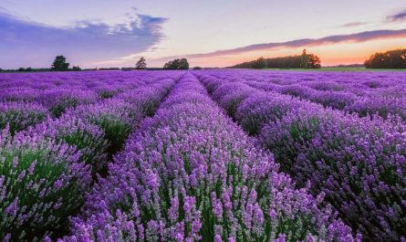 17 Spiritual Meanings of Dreaming of Lavender