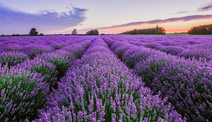 17 Spiritual Meanings of Dreaming of Lavender