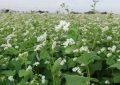 9 Spiritual Meanings of Dreaming of Buckwheat Flowers