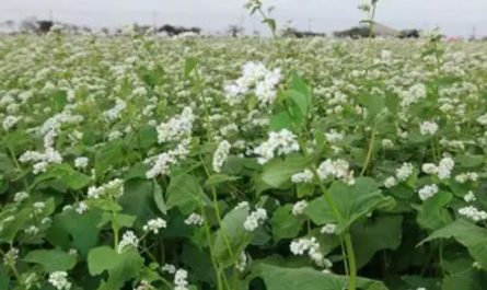 9 Spiritual Meanings of Dreaming of Buckwheat Flowers