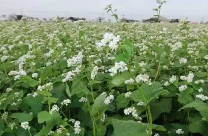 9 Spiritual Meanings of Dreaming of Buckwheat Flowers