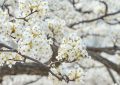 9 Spiritual Meanings of Dreaming of Pear Blossoms
