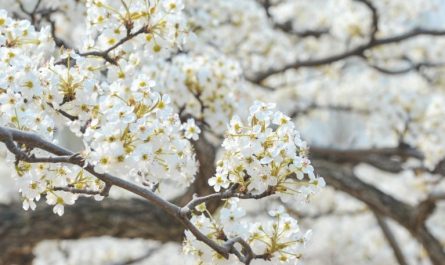 9 Spiritual Meanings of Dreaming of Pear Blossoms