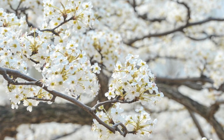 9 Spiritual Meanings of Dreaming of Pear Blossoms