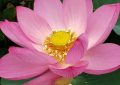 19 Spiritual Meanings of Dreaming of Lotus Flowers