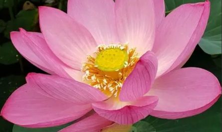 19 Spiritual Meanings of Dreaming of Lotus Flowers