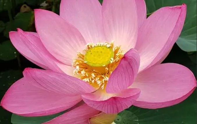 19 Spiritual Meanings of Dreaming of Lotus Flowers