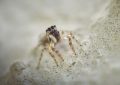 5 Spiritual Meanings of Dreaming of an invisible spider