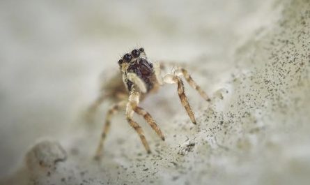 5 Spiritual Meanings of Dreaming of an invisible spider