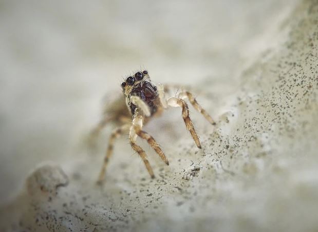 5 Spiritual Meanings of Dreaming of an invisible spider