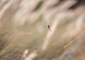 5 Spiritual Meanings of Dreaming about baby spiders